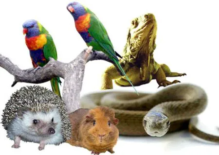 Harvey Animal Hospital 9