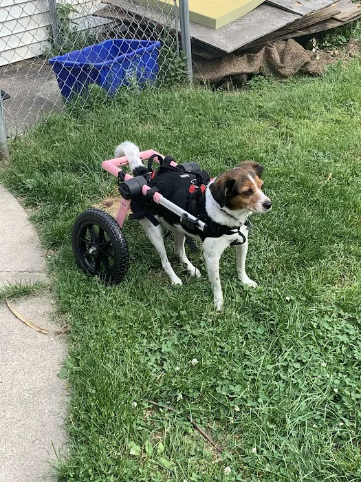 North Macomb Canine Rehabilitation & Conditioning 2