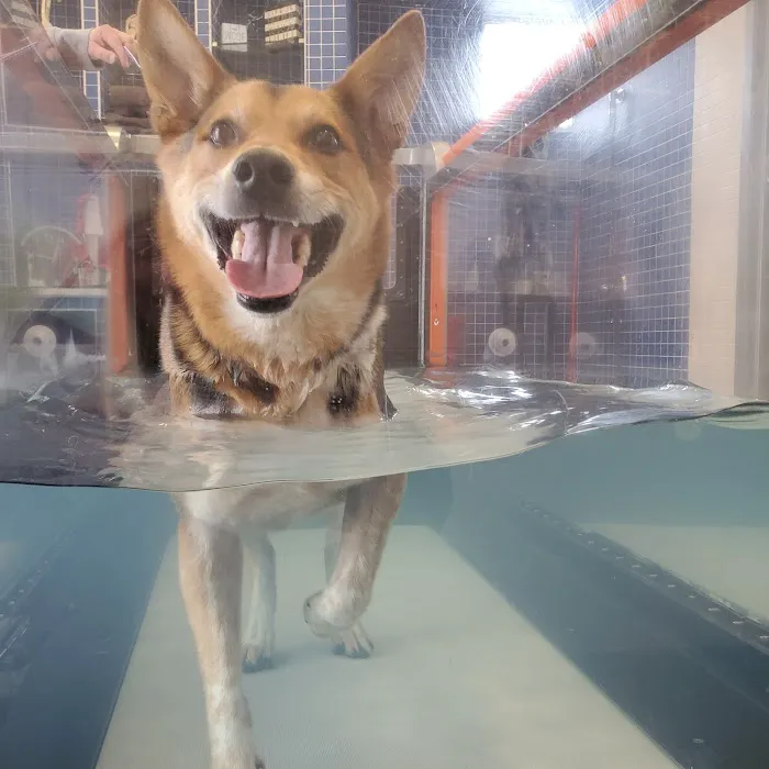 North Macomb Canine Rehabilitation & Conditioning 1