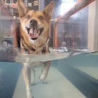 North Macomb Canine Rehabilitation & Conditioning ico
