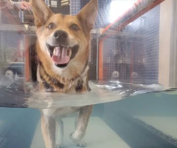 North Macomb Canine Rehabilitation & Conditioning