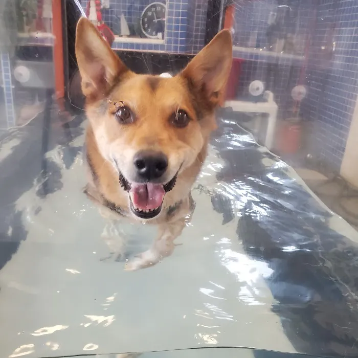 North Macomb Canine Rehabilitation & Conditioning 4