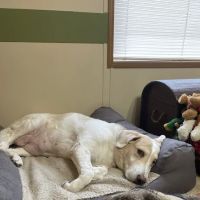 Wilson Veterinary Hospital ico