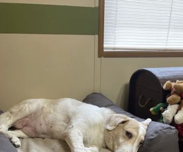 Wilson Veterinary Hospital