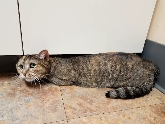Wilson Veterinary Hospital 12