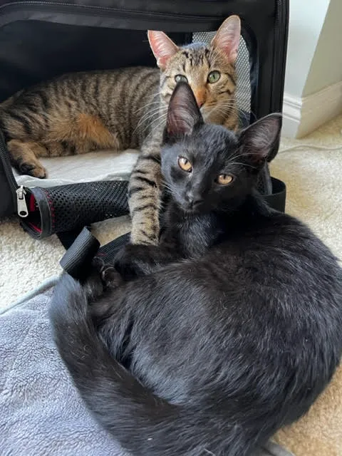 Cat Care of Rochester Hills 1