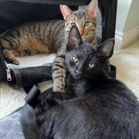 Cat Care of Rochester Hills ico