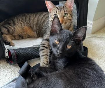Cat Care of Rochester Hills