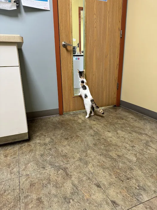 Cat Care of Rochester Hills 3