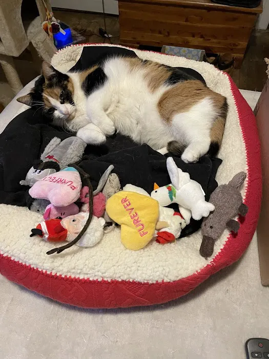 Cat Care of Rochester Hills 4