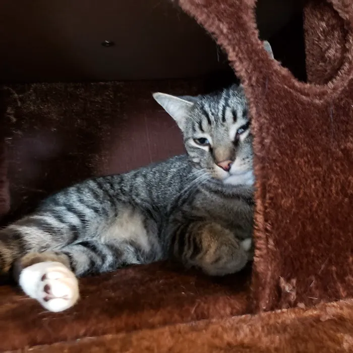 Cat Care of Rochester Hills 6