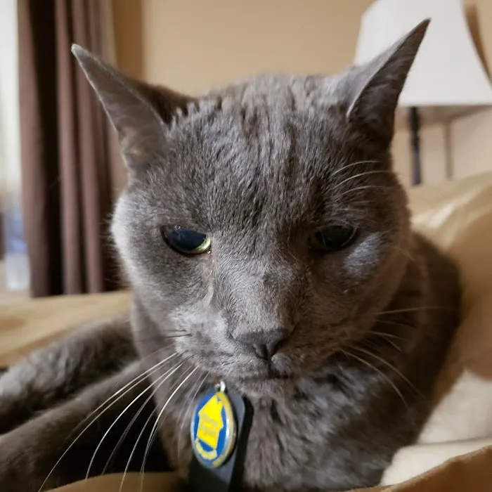 Cat Care of Rochester Hills 7