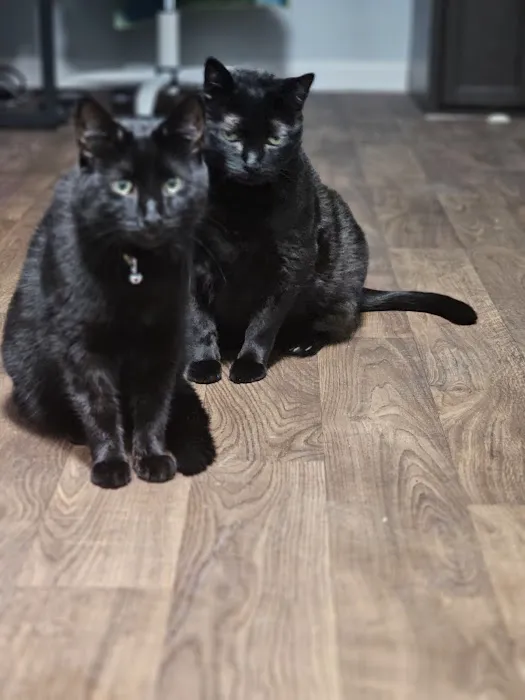 Cat Care of Rochester Hills 9