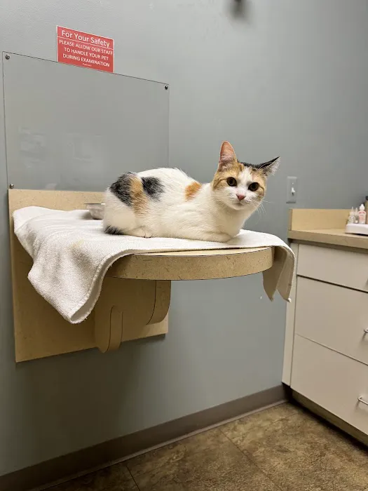 Cat Care of Rochester Hills 8