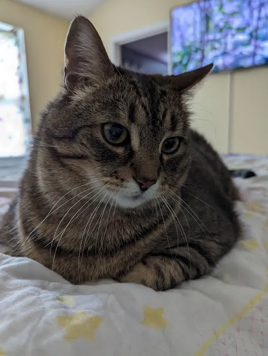 Cat Care of Rochester Hills 5