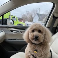 Animal Medical Center of Troy ico