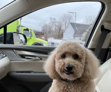Animal Medical Center of Troy