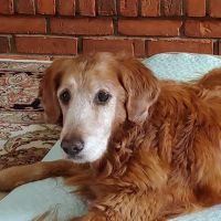 Oakland Animal Hospital ico