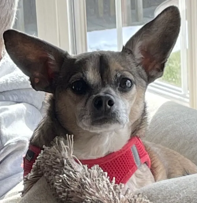 Oakland Animal Hospital 6