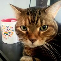 Animal Advocates Veterinary Hospital ico