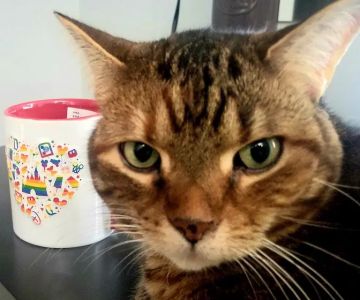 Animal Advocates Veterinary Hospital