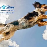 Pawsitive Steps Rehabilitation & Sports Medicine ico