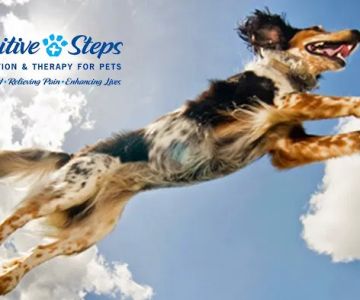 Pawsitive Steps Rehabilitation & Sports Medicine