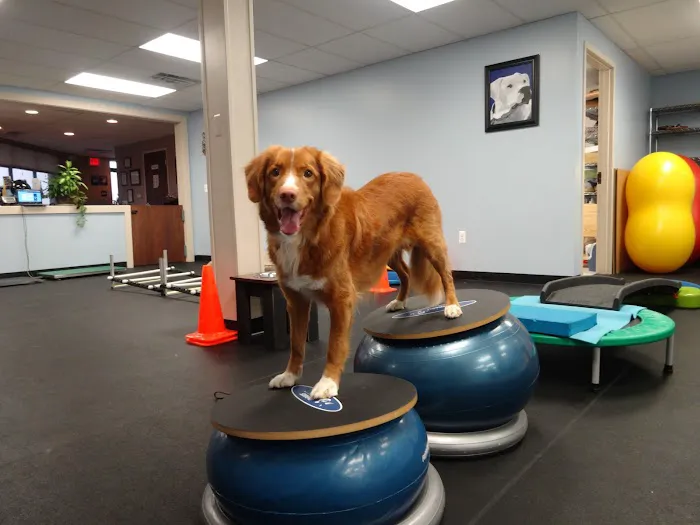 Pawsitive Steps Rehabilitation & Sports Medicine 3