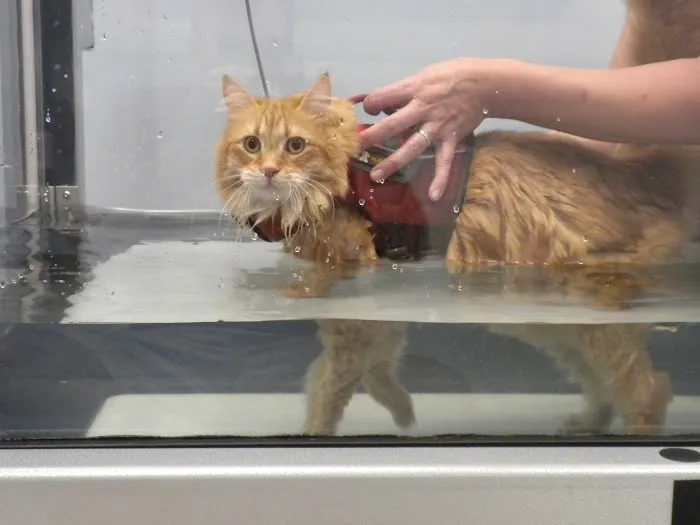 Pawsitive Steps Rehabilitation & Sports Medicine 6