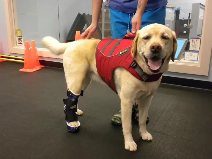 Pawsitive Steps Rehabilitation & Sports Medicine 8