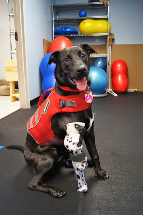 Pawsitive Steps Rehabilitation & Sports Medicine 7