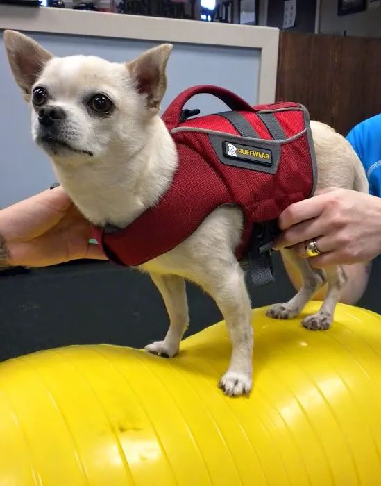 Pawsitive Steps Rehabilitation & Sports Medicine 10