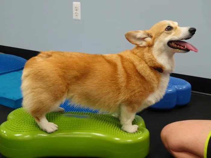 Pawsitive Steps Rehabilitation & Sports Medicine 9