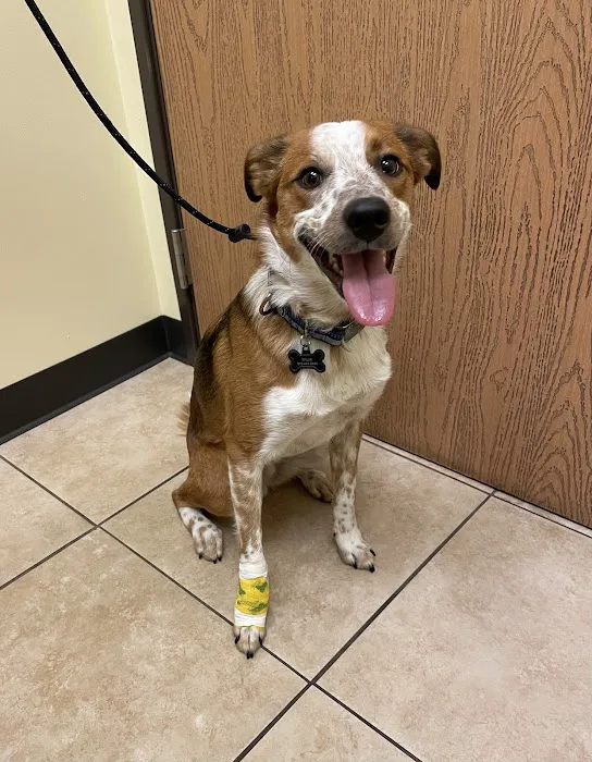 Troy & Heights Animal Hospital 2