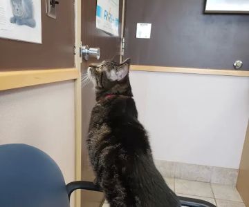 Troy Veterinary Hospital