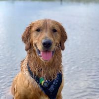Banfield Pet Hospital ico