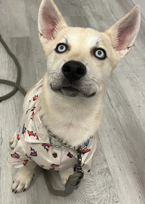 Animal Wellness Clinic of Troy 3