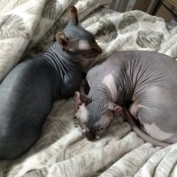 Animal Wellness Clinic of Troy ico