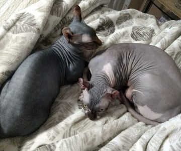 Animal Wellness Clinic of Troy