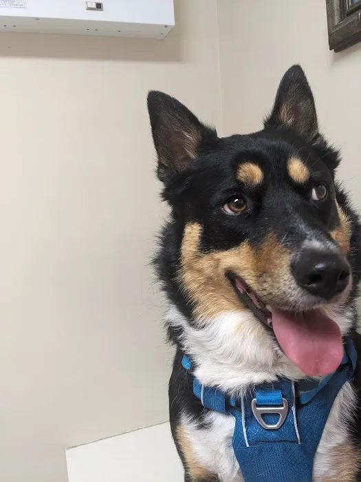Maple Veterinary Hospital 2