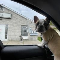 Maple Veterinary Hospital ico