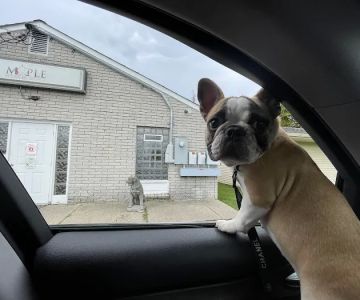 Maple Veterinary Hospital