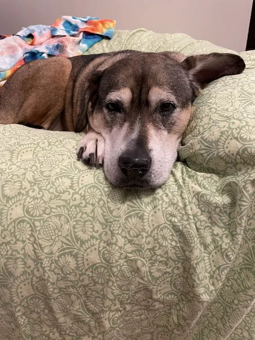 Maple Veterinary Hospital 5