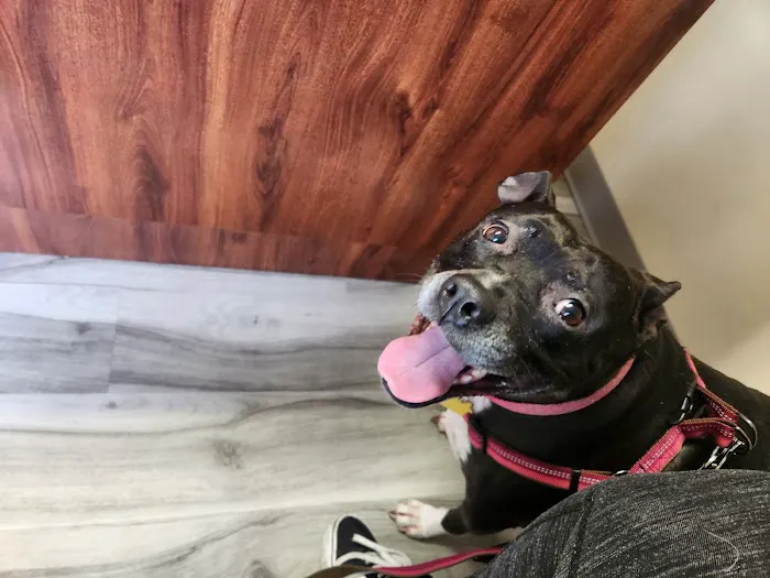 Maple Veterinary Hospital 8