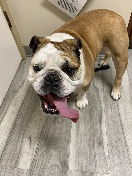 Maple Veterinary Hospital 9