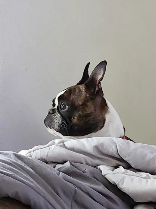 Bridgeton Animal Hospital 12