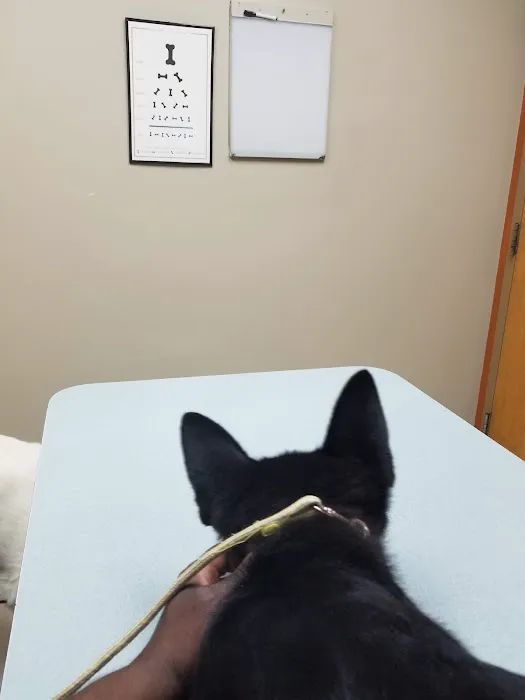 Bridgeton Animal Hospital 12