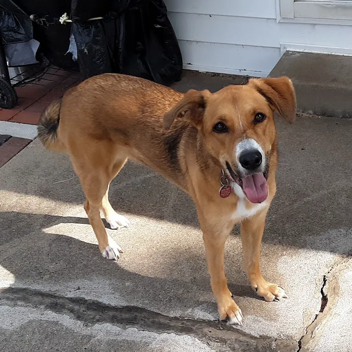 Bridgeton Animal Hospital 12