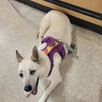 Banfield Pet Hospital ico