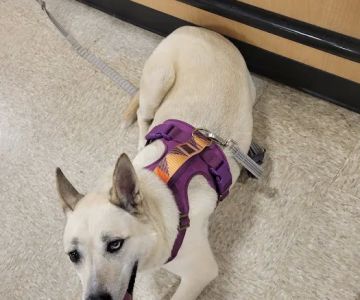 Banfield Pet Hospital